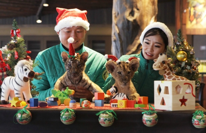 Christmas kittens