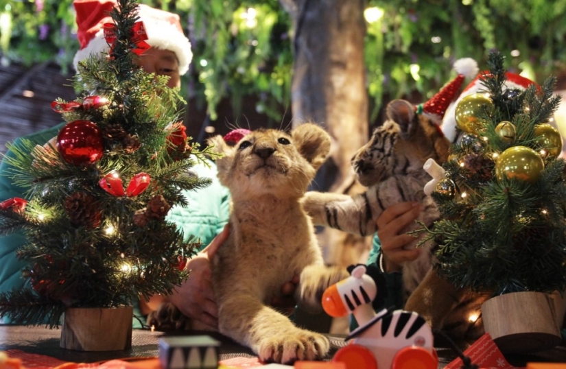 Christmas kittens