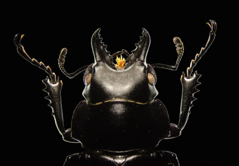 Ciencia Fascinante: 10 Mejores Trabajos del Concurso de Fotografía Científica de la Royal Photographic Society 2019 Ciencia Fascinante: 10 Mejores Trabajos del Concurso de Fotografía Científica de la Royal Photographic Society 2019