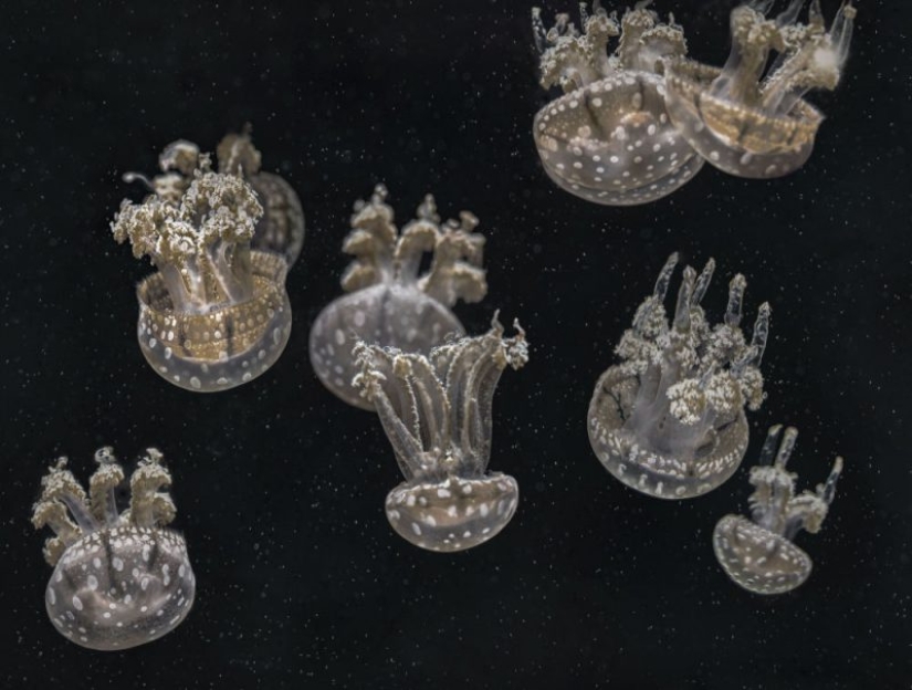 Ciencia Fascinante: 10 Mejores Trabajos del Concurso de Fotografía Científica de la Royal Photographic Society 2019 Ciencia Fascinante: 10 Mejores Trabajos del Concurso de Fotografía Científica de la Royal Photographic Society 2019