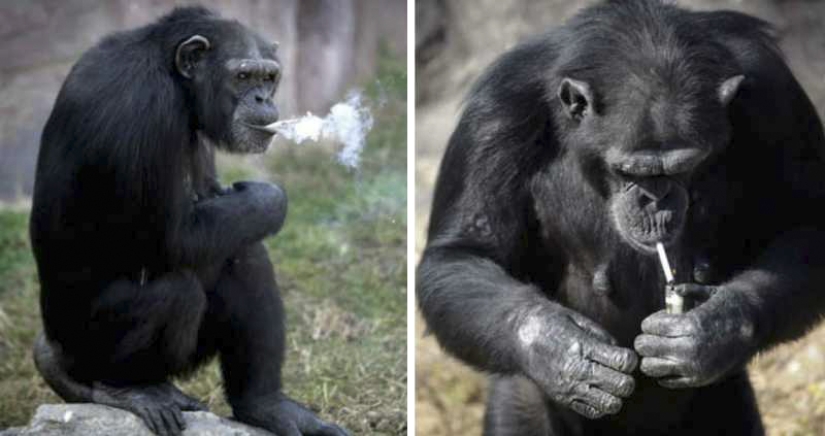 Cómo chimpancé Azalea de Corea del Norte dejó de fumar
