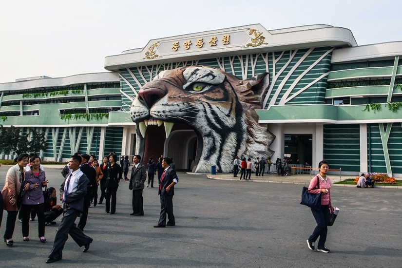 Cómo chimpancé Azalea de Corea del Norte dejó de fumar