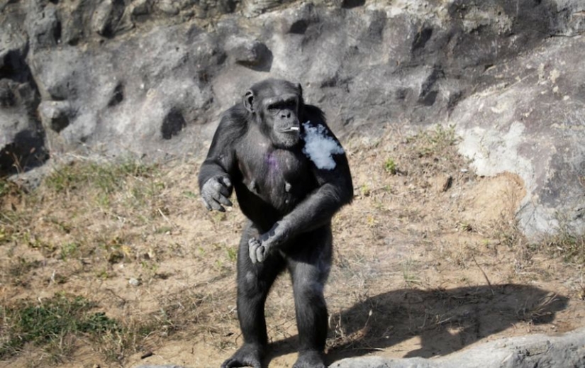 Cómo chimpancé Azalea de Corea del Norte dejó de fumar