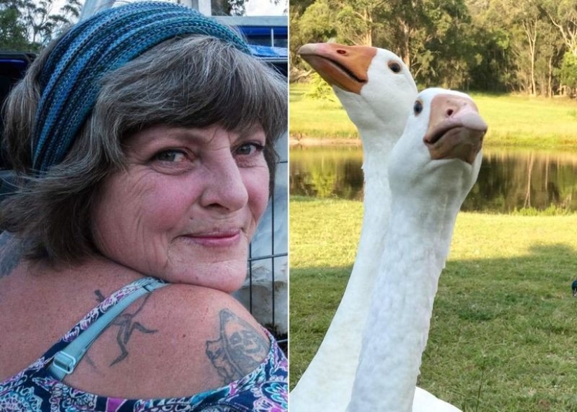 Cómo Comprar Gansos Puede Convertir la Vida en un Verdadero Infierno Cómo Comprar Gansos Puede Convertir la Vida en un Verdadero Infierno