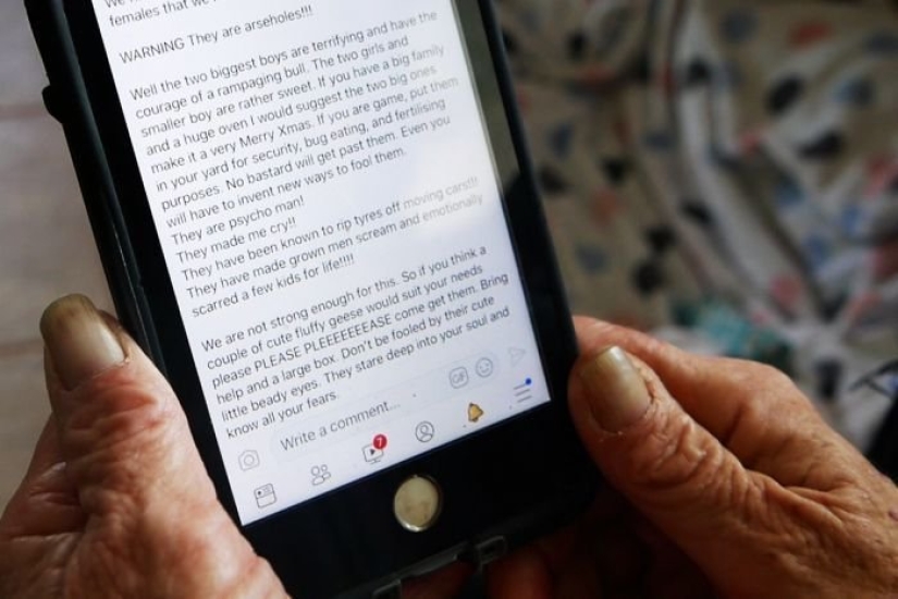 Cómo Comprar Gansos Puede Convertir la Vida en un Verdadero Infierno Cómo Comprar Gansos Puede Convertir la Vida en un Verdadero Infierno