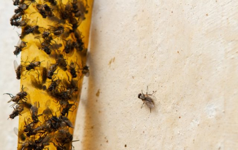 Cómo deshacerse de 7 tipos de plagas que invaden tu hogar