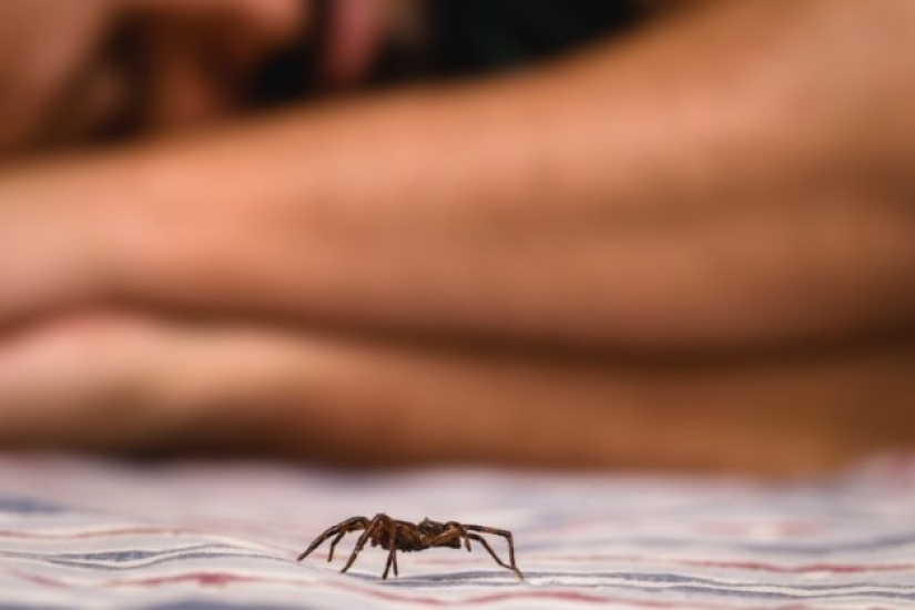 Cómo deshacerse de 7 tipos de plagas que invaden tu hogar