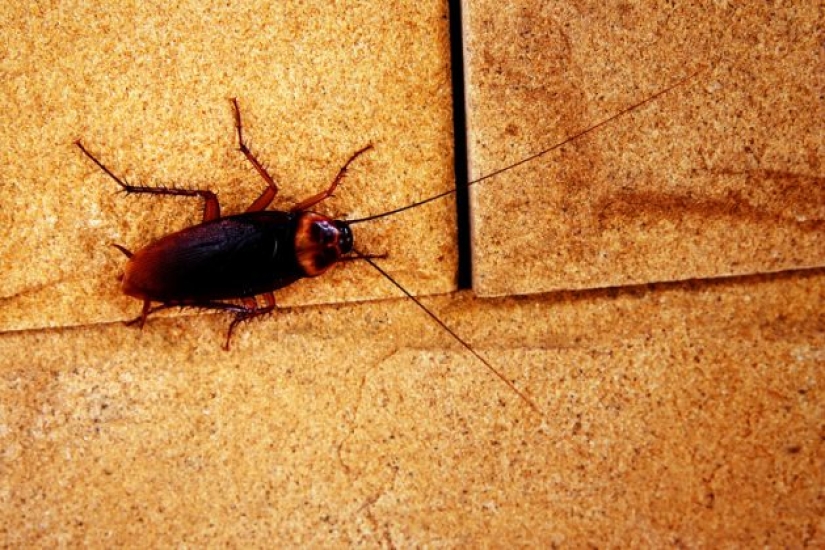Cómo deshacerse de 7 tipos de plagas que invaden tu hogar