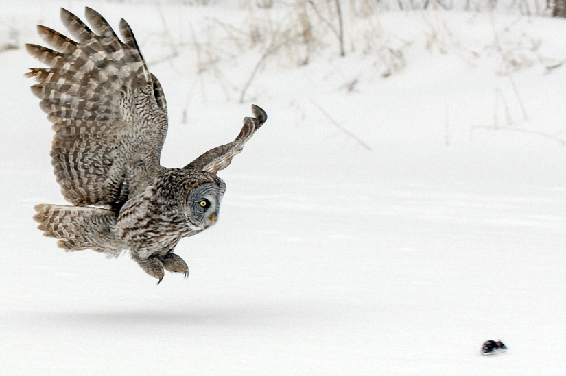Cómo el búho atrapó al ratón