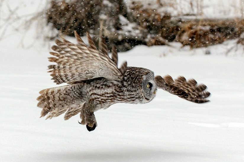 Cómo el búho atrapó al ratón
