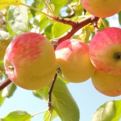 ¿Cómo fortalecer el corazón? Alimentos asequibles para la salud cardiaca y vascular ¿Cómo fortalecer el corazón? Alimentos asequibles para la salud cardiaca y vascular