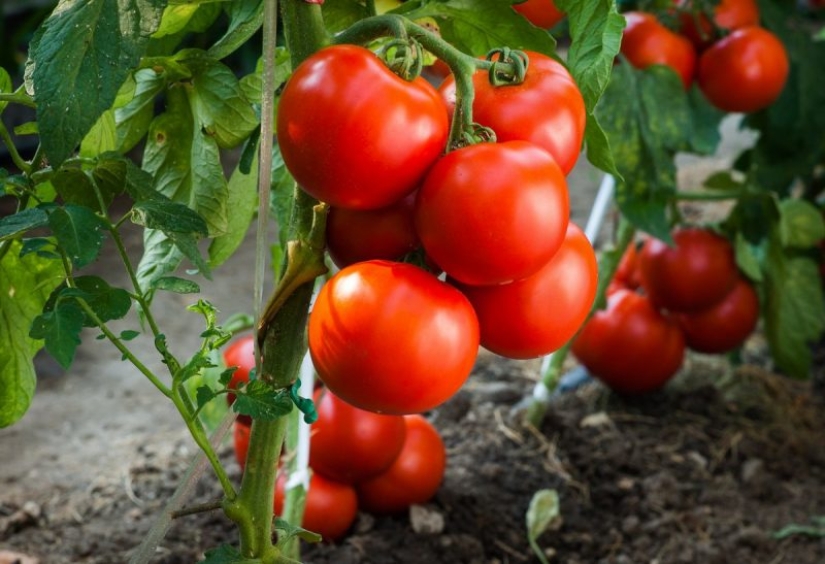¿Cómo fortalecer el corazón? Alimentos asequibles para la salud cardiaca y vascular