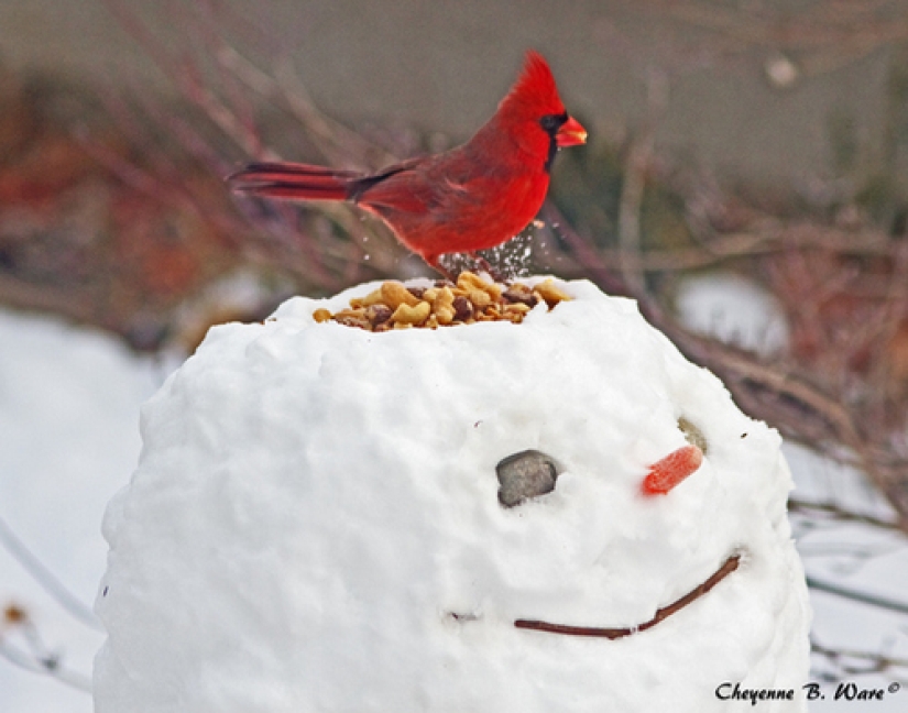 Cómo hacer el muñeco de nieve más genial para que toda la calle te envidie