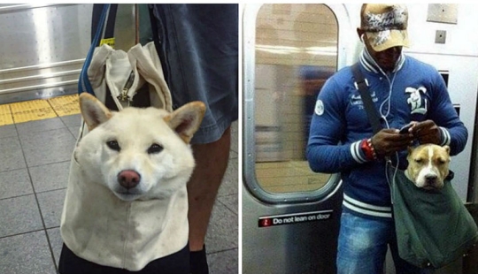Cómo los astutos neoyorquinos eluden la prohibición de los perros en el metro