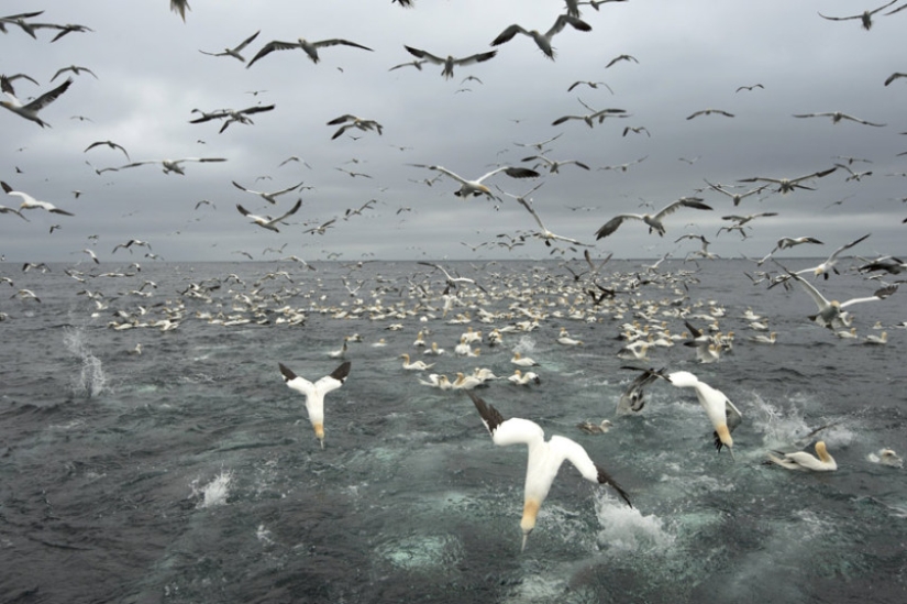 Cómo pescan los piqueros en la costa de las Islas Shetland Cómo pescan los piqueros en la costa de las Islas Shetland
