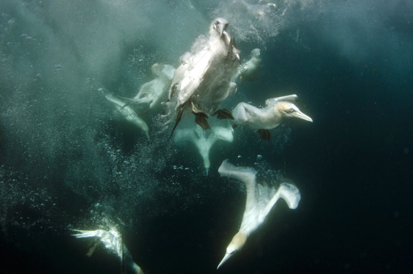 Cómo pescan los piqueros en la costa de las Islas Shetland Cómo pescan los piqueros en la costa de las Islas Shetland