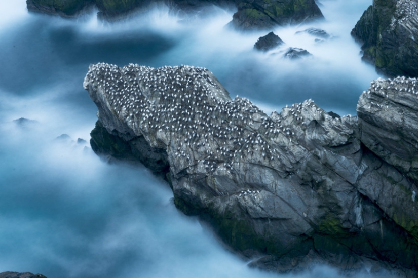 Cómo pescan los piqueros en la costa de las Islas Shetland Cómo pescan los piqueros en la costa de las Islas Shetland