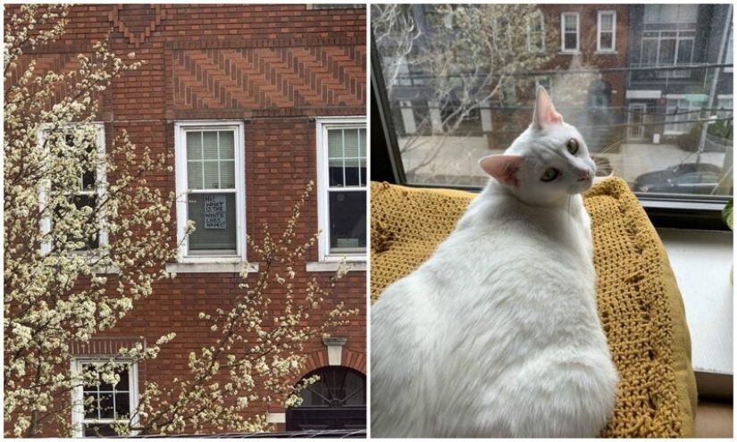 Cómo se conocieron un chico y una chica de Nueva York gracias a un gato y cuarentena
