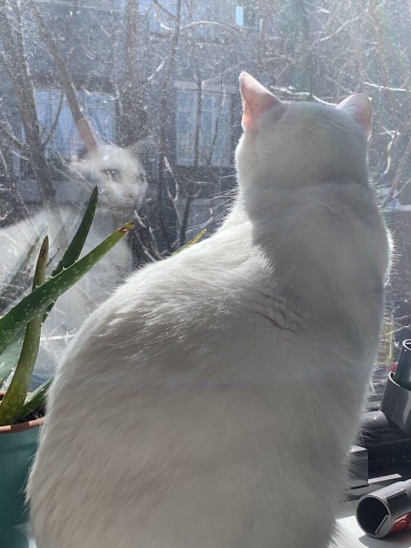 Cómo se conocieron un chico y una chica de Nueva York gracias a un gato y cuarentena