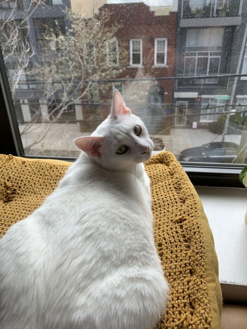 Cómo se conocieron un chico y una chica de Nueva York gracias a un gato y cuarentena