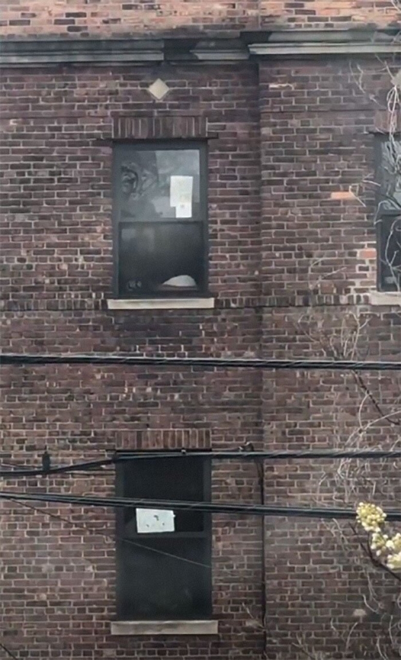 Cómo se conocieron un chico y una chica de Nueva York gracias a un gato y cuarentena