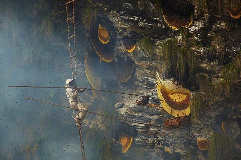 Cómo se extrae el oro dulce de Nepal