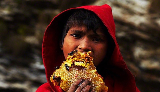 Cómo se extrae el oro dulce de Nepal Cómo se extrae el oro dulce de Nepal