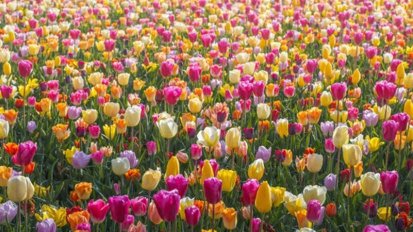 Cómo se ve el Parque de Tulipanes Keukenhof más hermoso sin un solo visitante