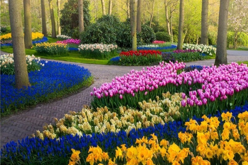 Cómo se ve el Parque de Tulipanes Keukenhof más hermoso sin un solo visitante