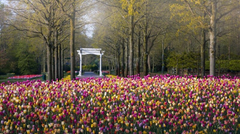 Cómo se ve el Parque de Tulipanes Keukenhof más hermoso sin un solo visitante