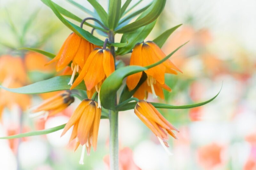 Cómo se ve el Parque de Tulipanes Keukenhof más hermoso sin un solo visitante