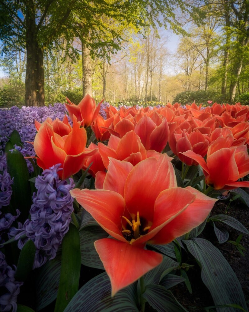 Cómo se ve el Parque de Tulipanes Keukenhof más hermoso sin un solo visitante