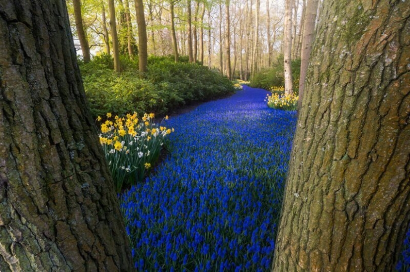 Cómo se ve el Parque de Tulipanes Keukenhof más hermoso sin un solo visitante