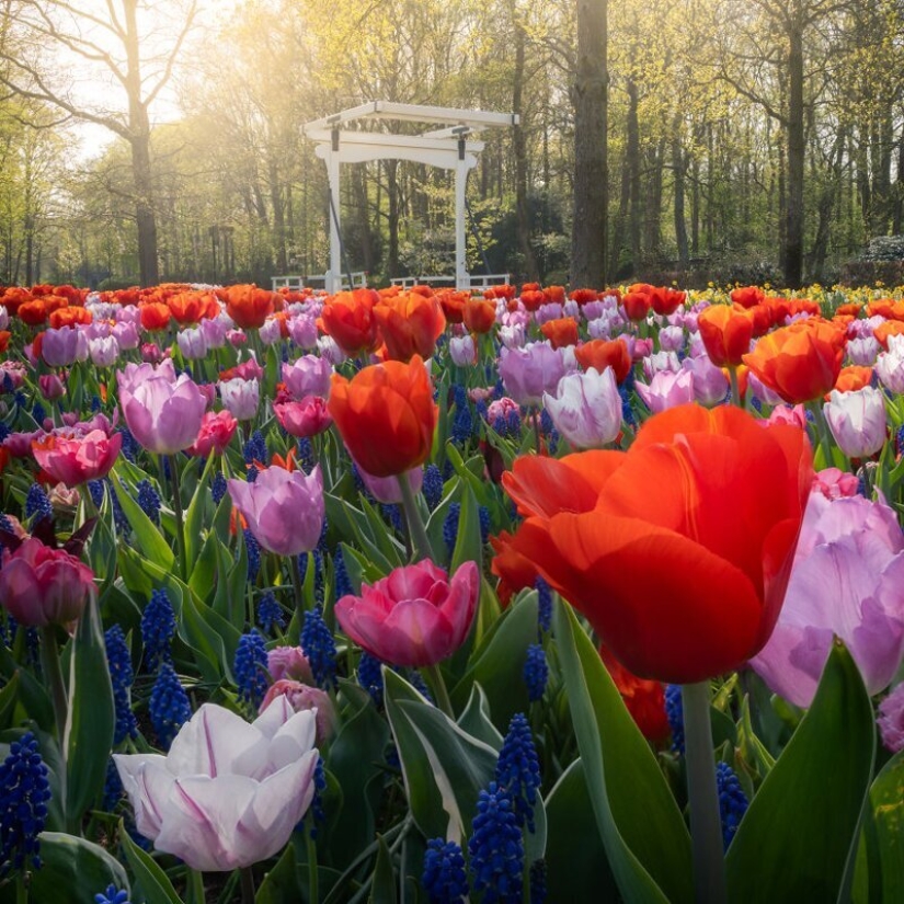 Cómo se ve el Parque de Tulipanes Keukenhof más hermoso sin un solo visitante