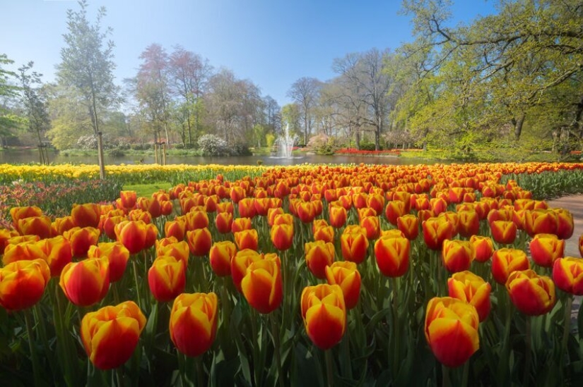 Cómo se ve el Parque de Tulipanes Keukenhof más hermoso sin un solo visitante