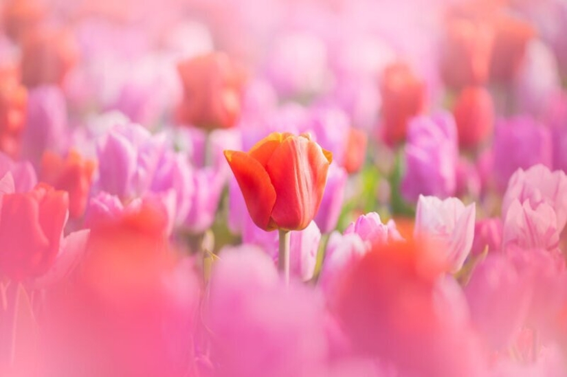 Cómo se ve el Parque de Tulipanes Keukenhof más hermoso sin un solo visitante
