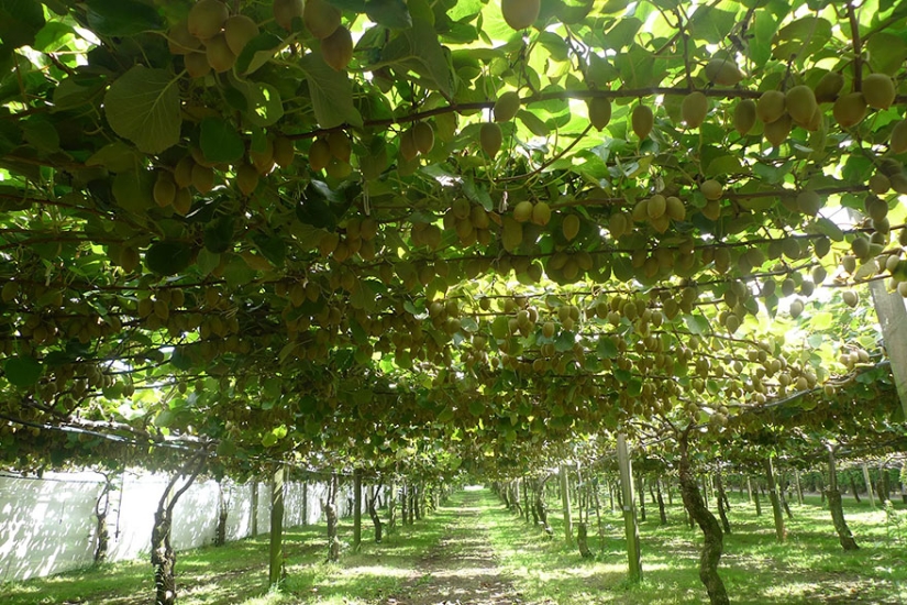 Cómo se ven los productos populares antes de la cosecha