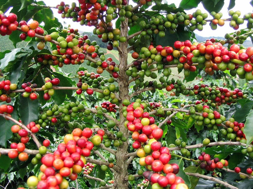 Cómo se ven los productos populares antes de la cosecha