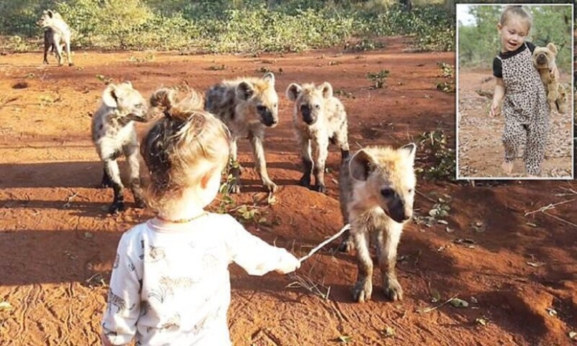 Cómo un bebé de 2 años se hizo amigo de hienas salvajes Cómo un bebé de 2 años se hizo amigo de hienas salvajes