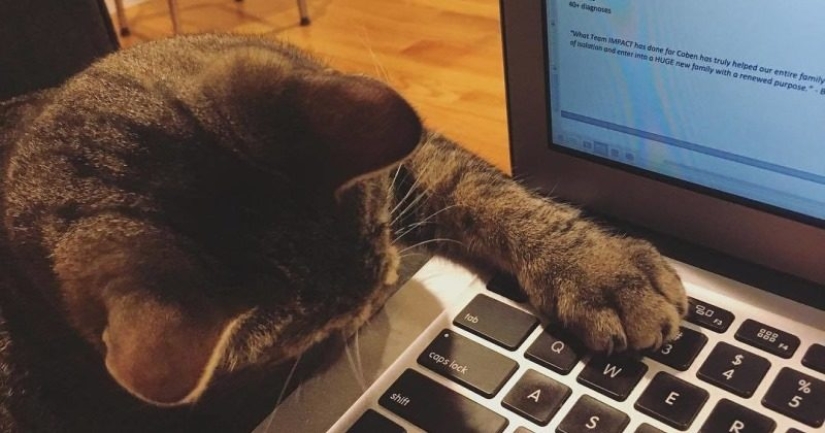 Cómo un gato con un cromosoma extra se convirtió en una estrella de Instagram