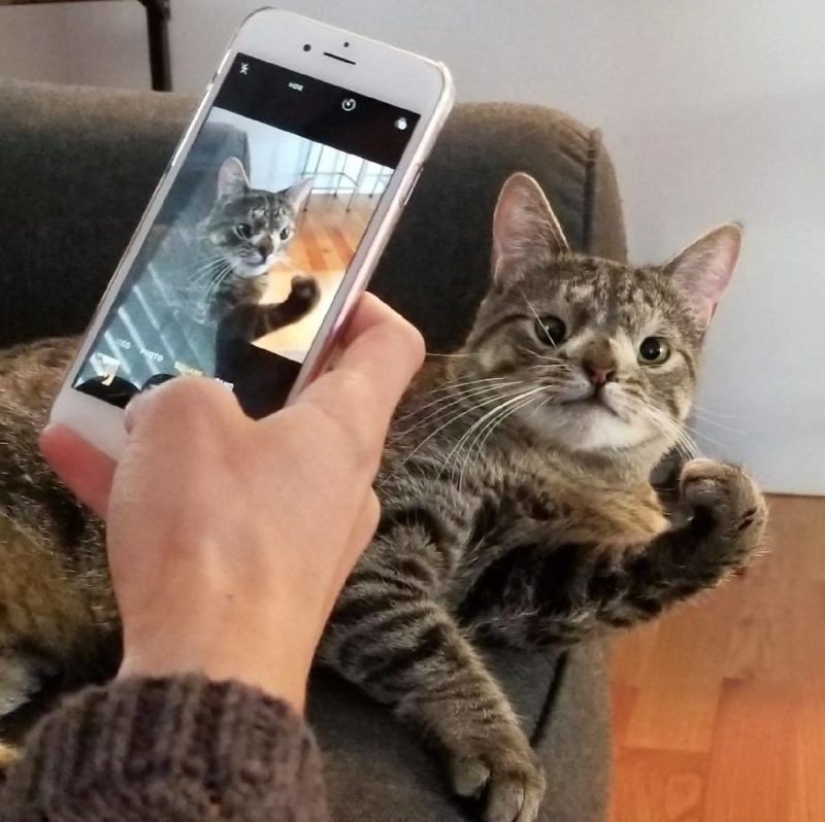 Cómo un gato con un cromosoma extra se convirtió en una estrella de Instagram