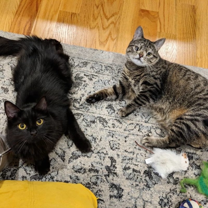 Cómo un gato con un cromosoma extra se convirtió en una estrella de Instagram