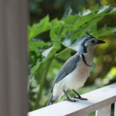 Cómo viajar por la jungla ayudó a un artista con autismo de ocho años