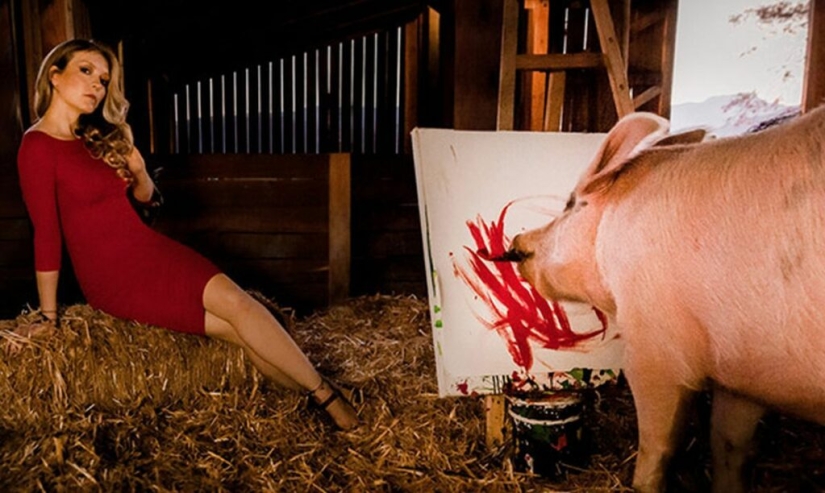 Cómo vive y crea Pigcasso - el cerdo más dotado del mundo