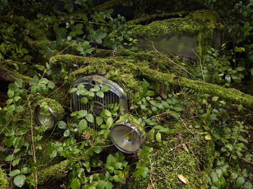 Coches abandonados en brazos de la naturaleza