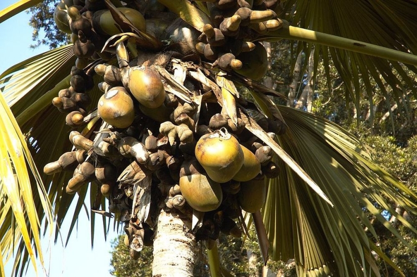 Coco de mer: a piquant palm that makes you blush