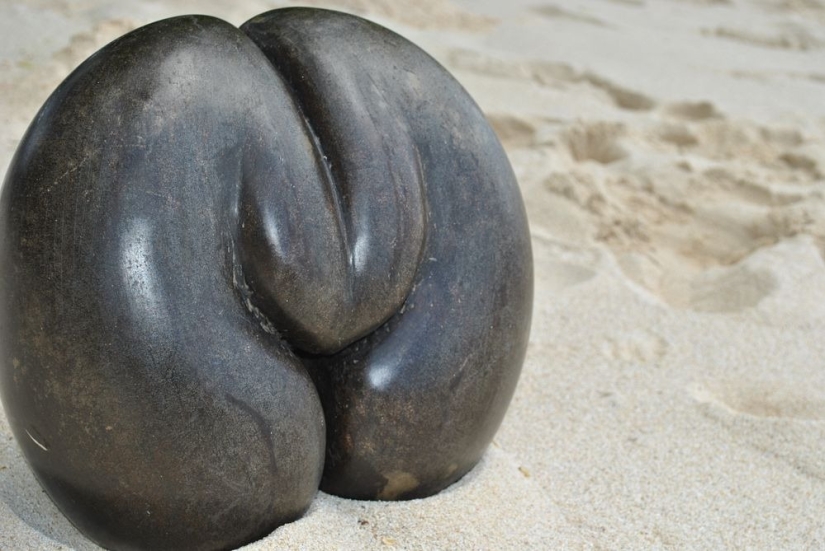 Coco de mer: a piquant palm that makes you blush