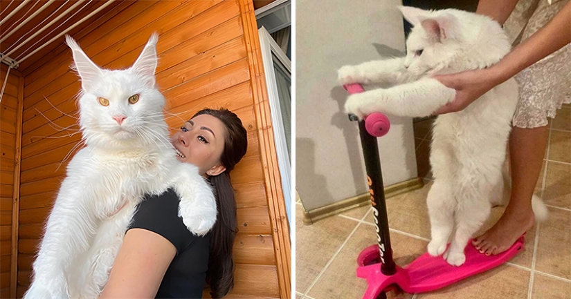 "Come indigno y bebe vodka": la cadena discute el gato gigante ruso