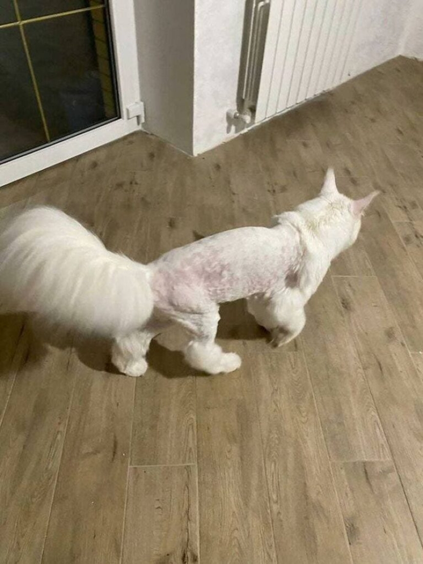 "Come indigno y bebe vodka": la cadena discute el gato gigante ruso