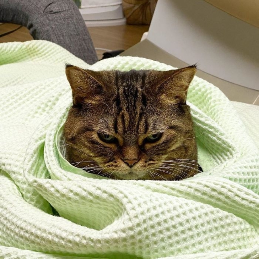 Conoce a Mango, el gato más carismático de la Red.